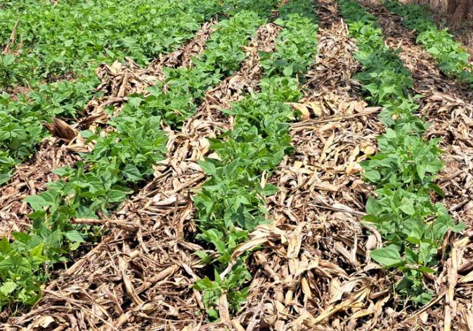 Eco farm landscape with solar panels and green fields